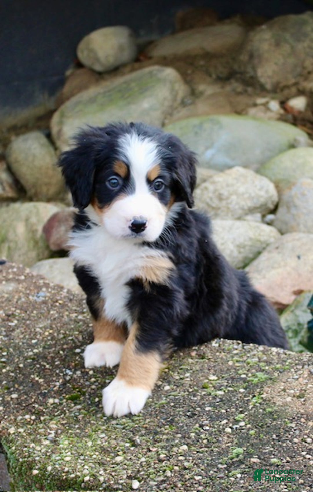 Bernese Mountain Dog dogs for sale: Lila - Ad 4