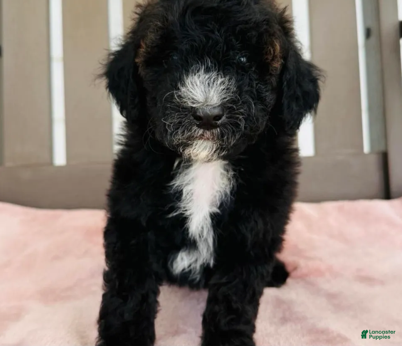 Goldendoodle dogs Callie - Ad 1