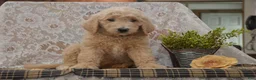 Goldendoodle dogs for sale: Spencer - Ad 5