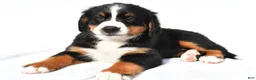 Bernese Mountain Dog dogs for sale: Patsy - Ad 3