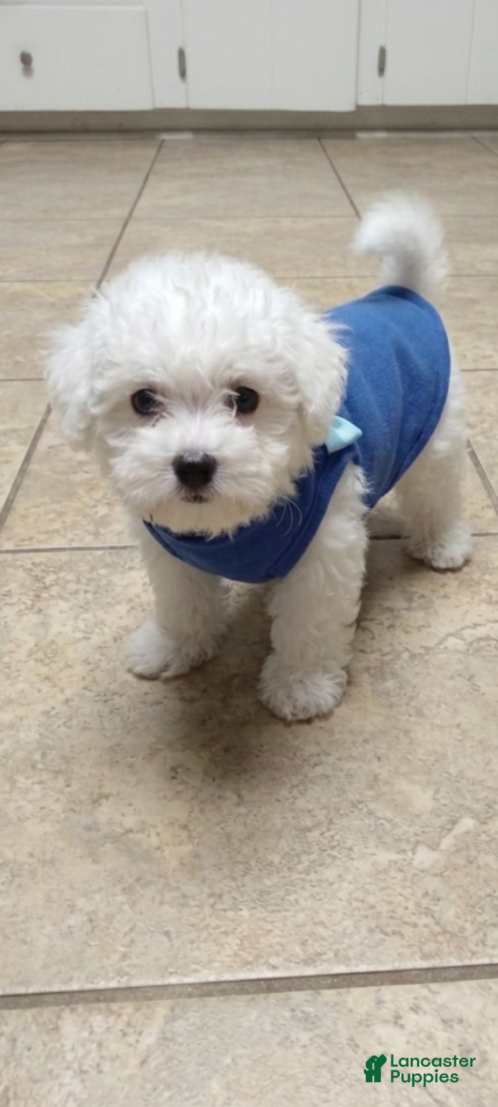 Bichon Frise dogs Bichon Frise Puppy 1 - Ad 6