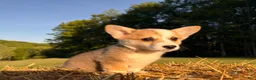 Welsh Corgi Pembroke dogs for sale: Mable - Ad 12