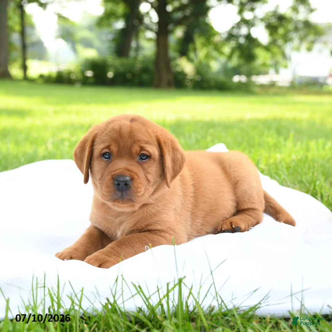 Labrador Retriever dogs for sale: Sage - Ad 2