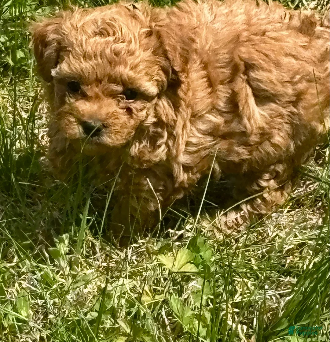 Toy Poodle dogs for sale: Toy Poodle Puppy 1 - Ad 1