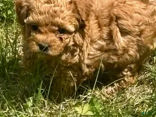 Toy Poodle dogs Toy Poodle Puppy 1 - Ad 2