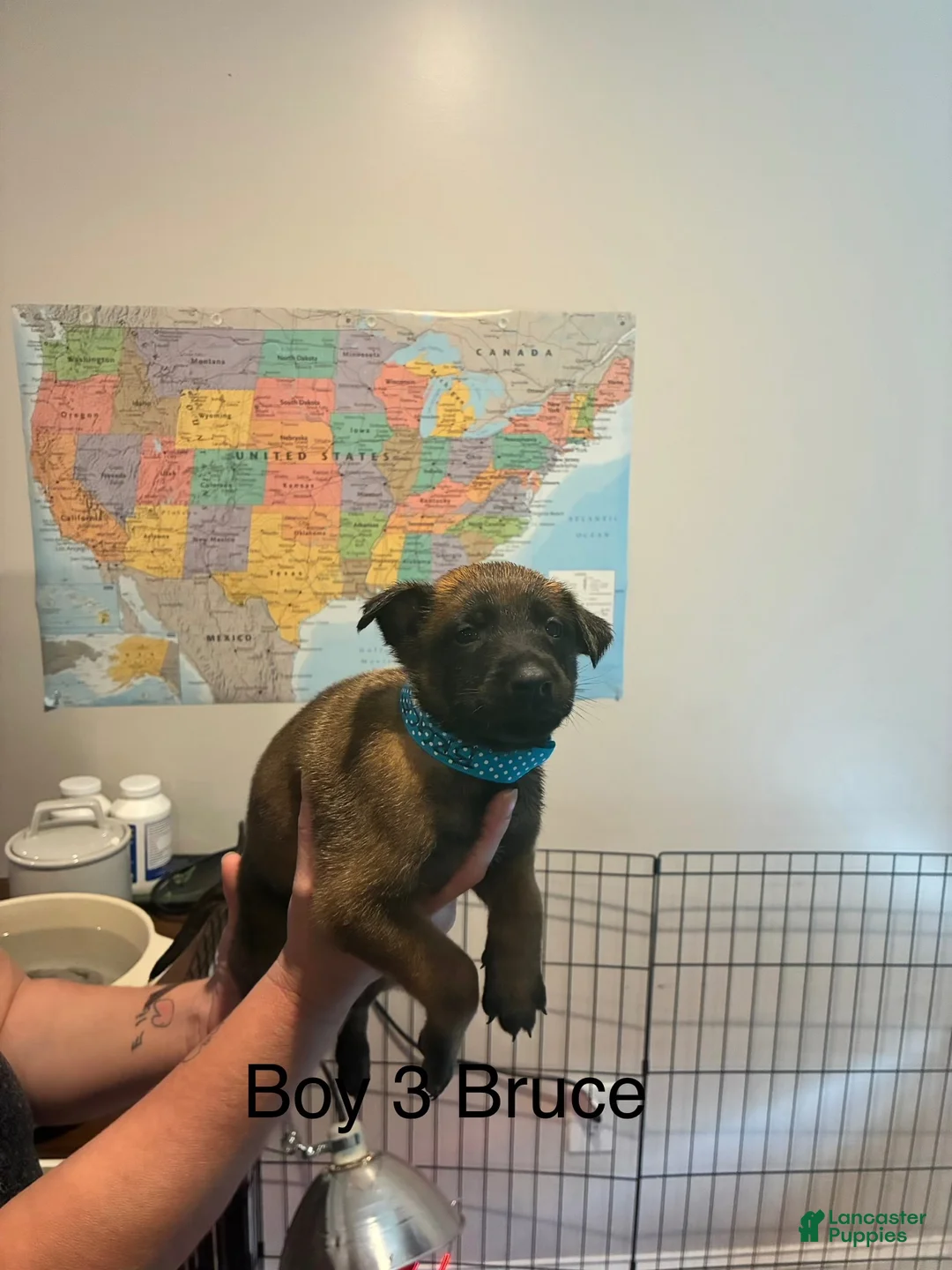 Belgian Malinois dogs for sale: Belgian Malinois 6 - Ad 1