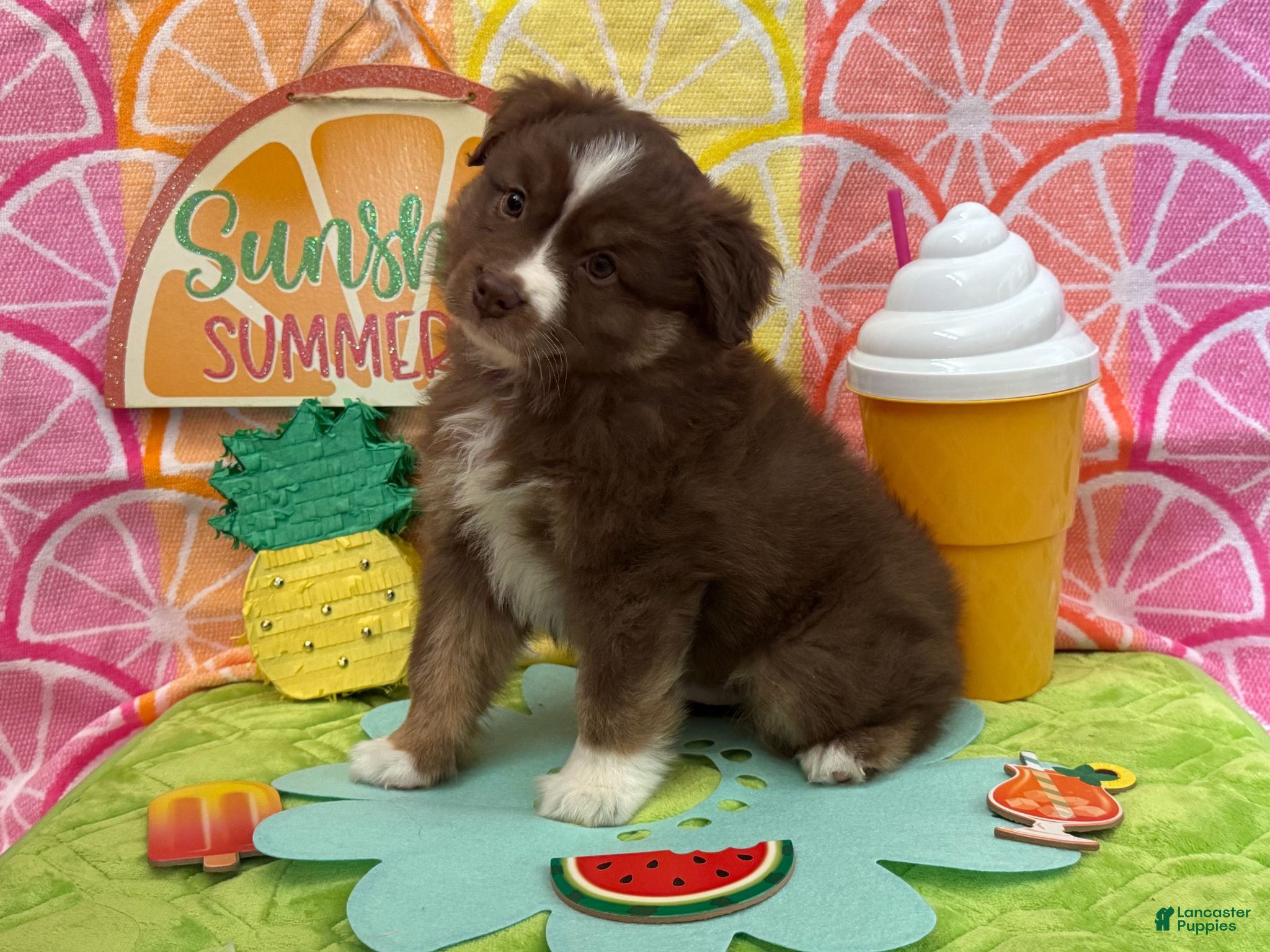 Australian Shepherd dogs for sale: Australian Shepherd 1 - Ad 1