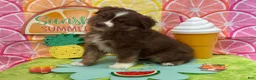 Australian Shepherd dogs for sale: Australian Shepherd 1 - Ad 1