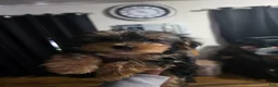 Yorkshire Terrier dogs for sale: Yorkshire Terrier 4 - Ad 7