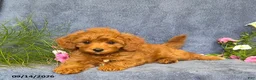 Cavapoo dogs for sale: Tucker - Ad 8