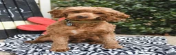 Mini Goldendoodle dogs for sale: Linford - Ad 6