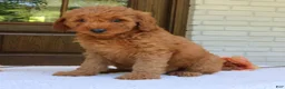 Mini Goldendoodle dogs for sale: Trixie  - Ad 3