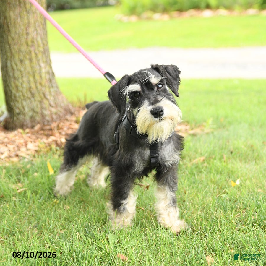 Miniature Schnauzer dogs Garrett - Ad 1