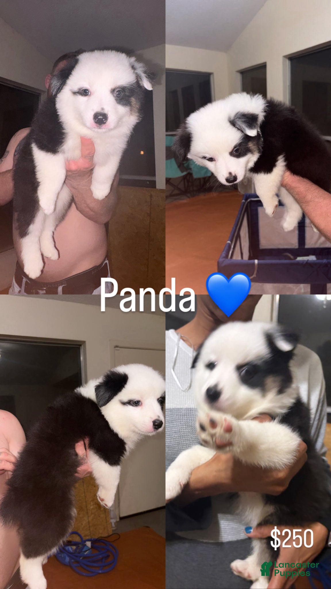 Australian Shepherd dogs Panda - Ad 7