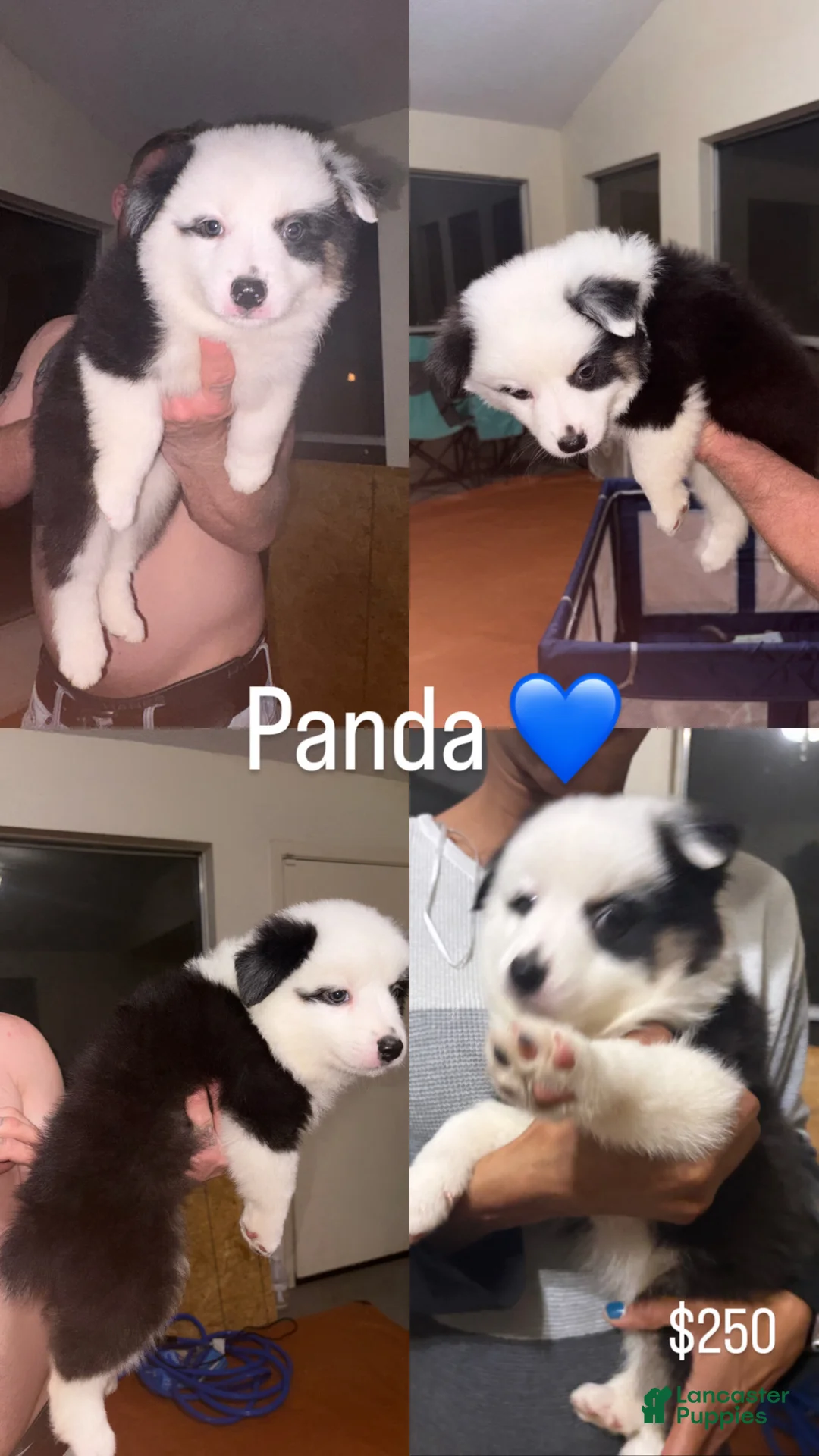 Australian Shepherd dogs for sale: Panda - Ad 1