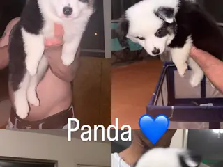Australian Shepherd dogs Panda - Ad 9