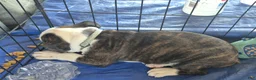 Olde English Bulldogge dogs for sale: Olde English Bulldogge Brindle girl - Ad 3