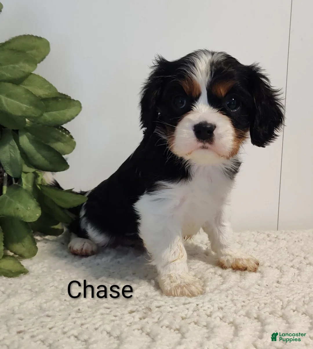 Cavalier King Charles Spaniel dogs for sale: Chase - Ad 3