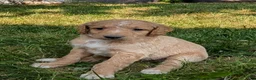 Goldendoodle dogs for sale: Issie - Ad 5