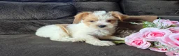 Yorkshire Terrier dogs for sale: Bunny - Ad 3