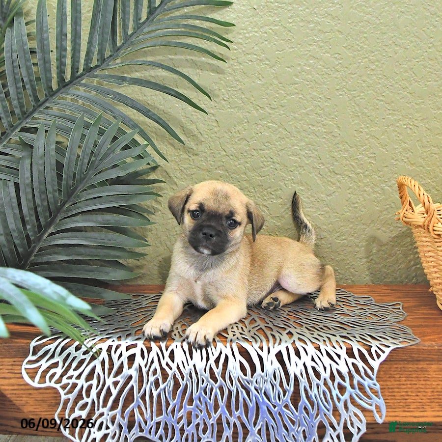 Mixed Breed dogs Clover - Ad 2