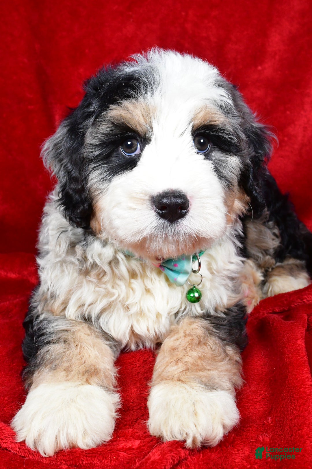 Mixed Breed dogs for sale: Candy - Ad 6