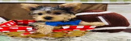 Yorkshire Terrier dogs for sale: Snickers - Ad 12