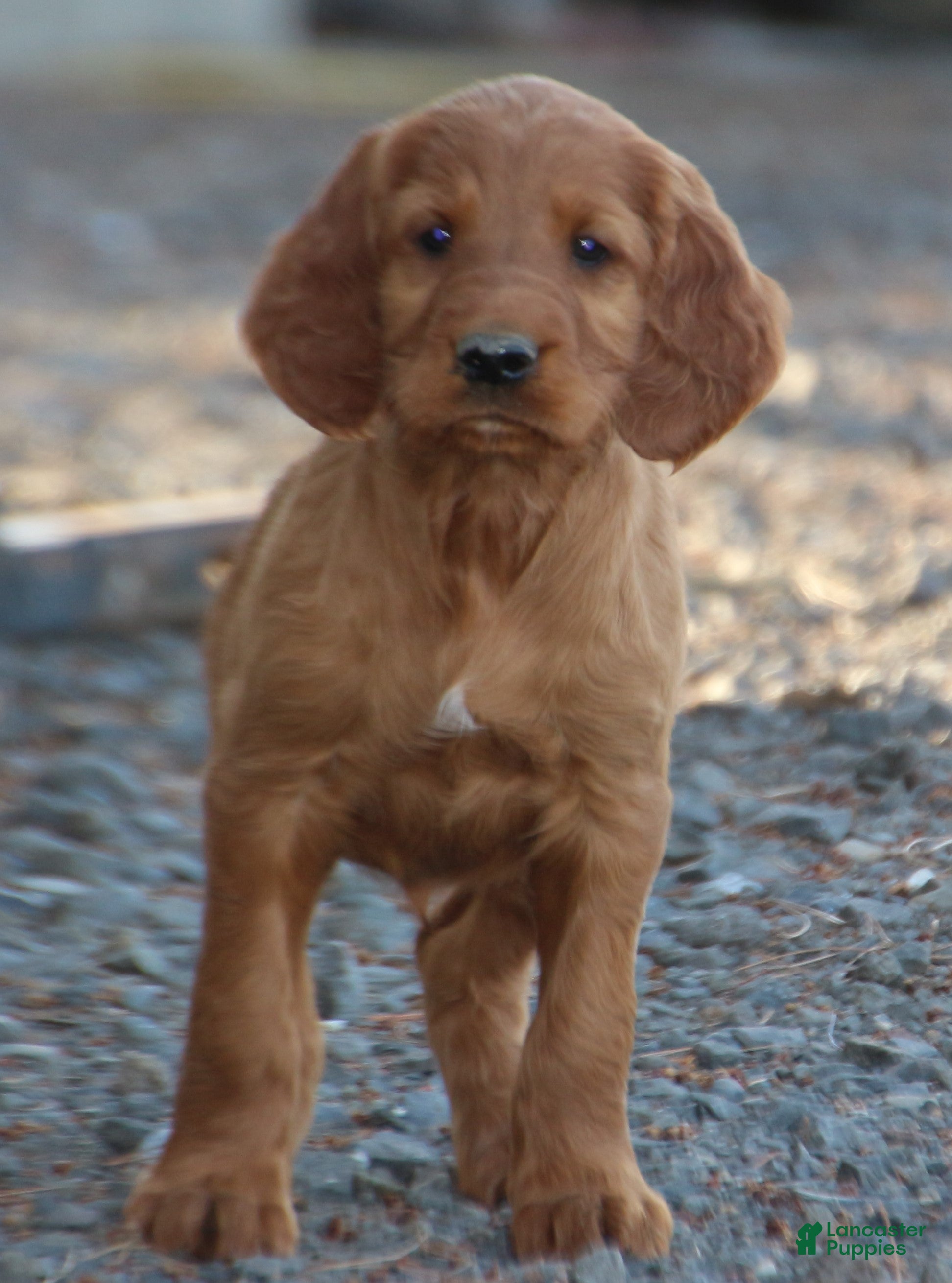 Irish Setter dogs Remington - Ad 1