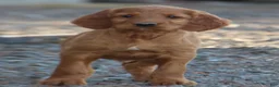 Irish Setter dogs for sale: Remington - Ad 1