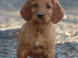 Irish Setter dogs for sale: Remington - Ad 4
