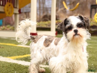 Shih Tzu dogs - Ad 1