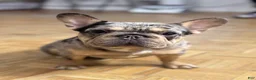 French Bulldog dogs for sale: French Bulldog 1 - Ad 5