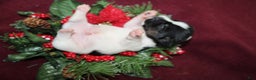 Jack Russell Terrier dogs for sale: Twizzlers - Ad 2