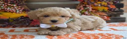 Maltipoo dogs for sale: Molly - Ad 5
