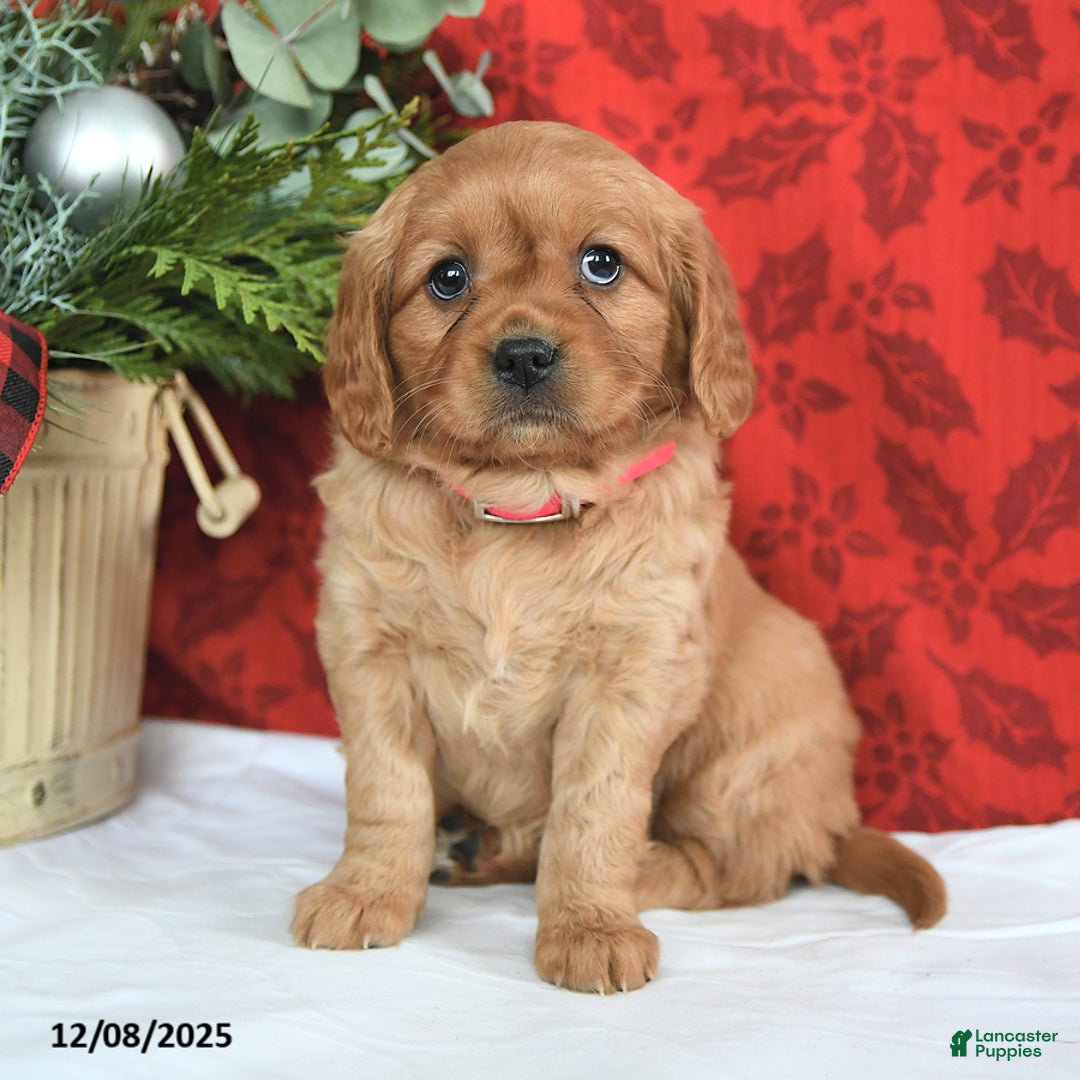 Miniature Golden Retriever dogs for sale: Merry - Ad 4
