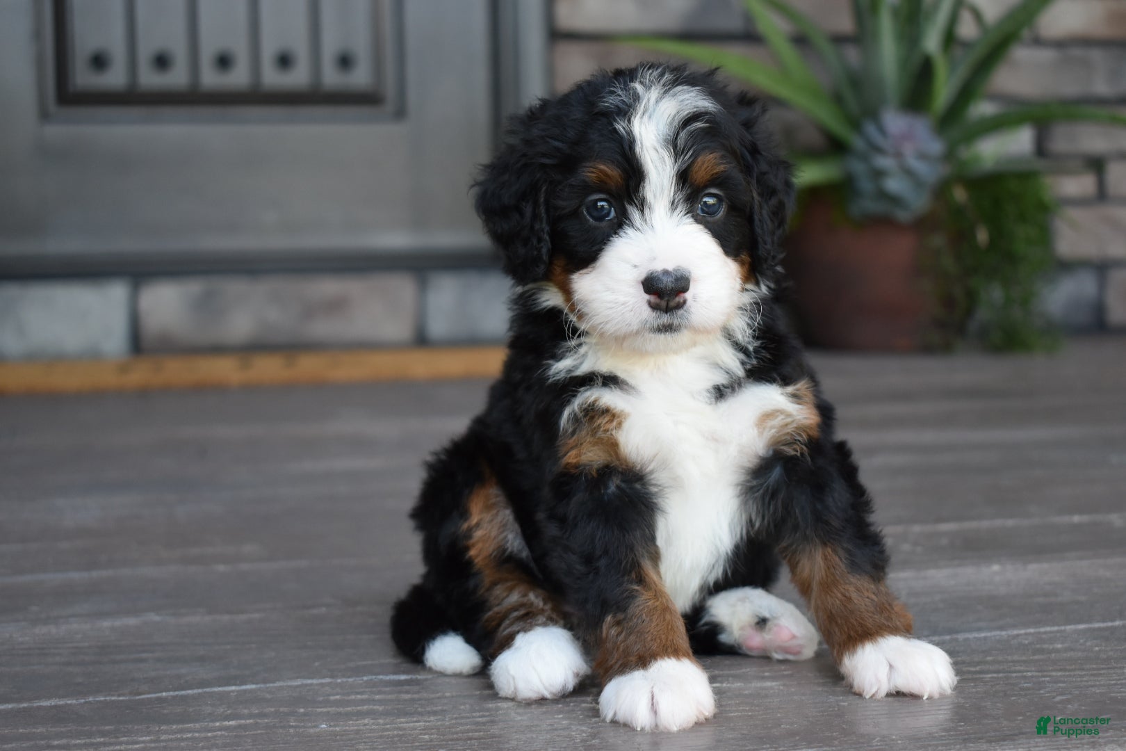Mini Bernedoodle dogs Carla - Ad 1