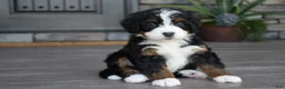Mini Bernedoodle dogs for sale: Carla - Ad 1