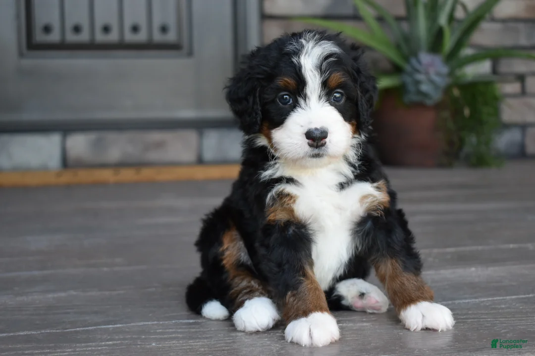 Mini Bernedoodle dogs for sale: Carla - Ad 1
