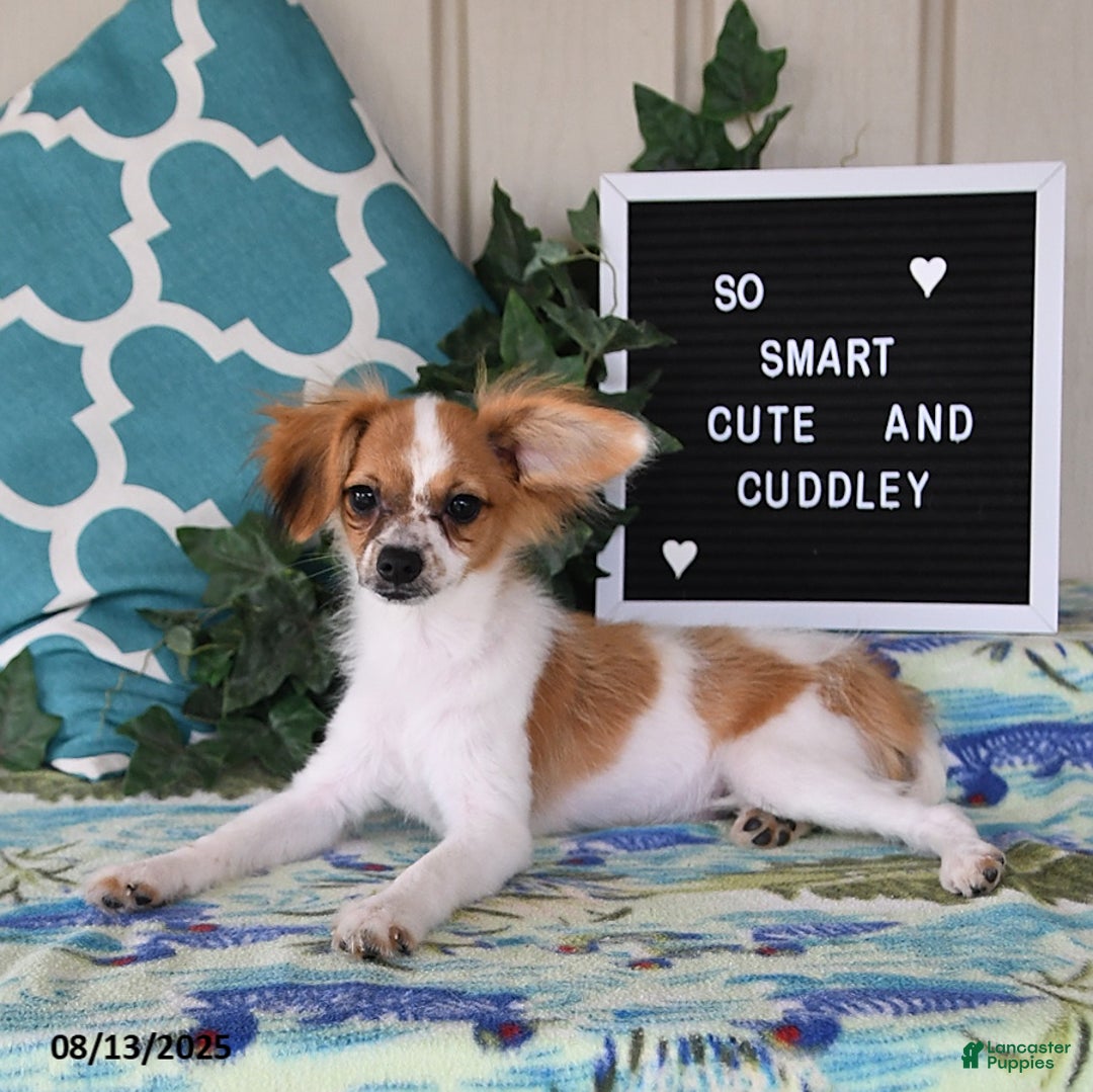 Papillon dogs for sale: Alex - Ad 14