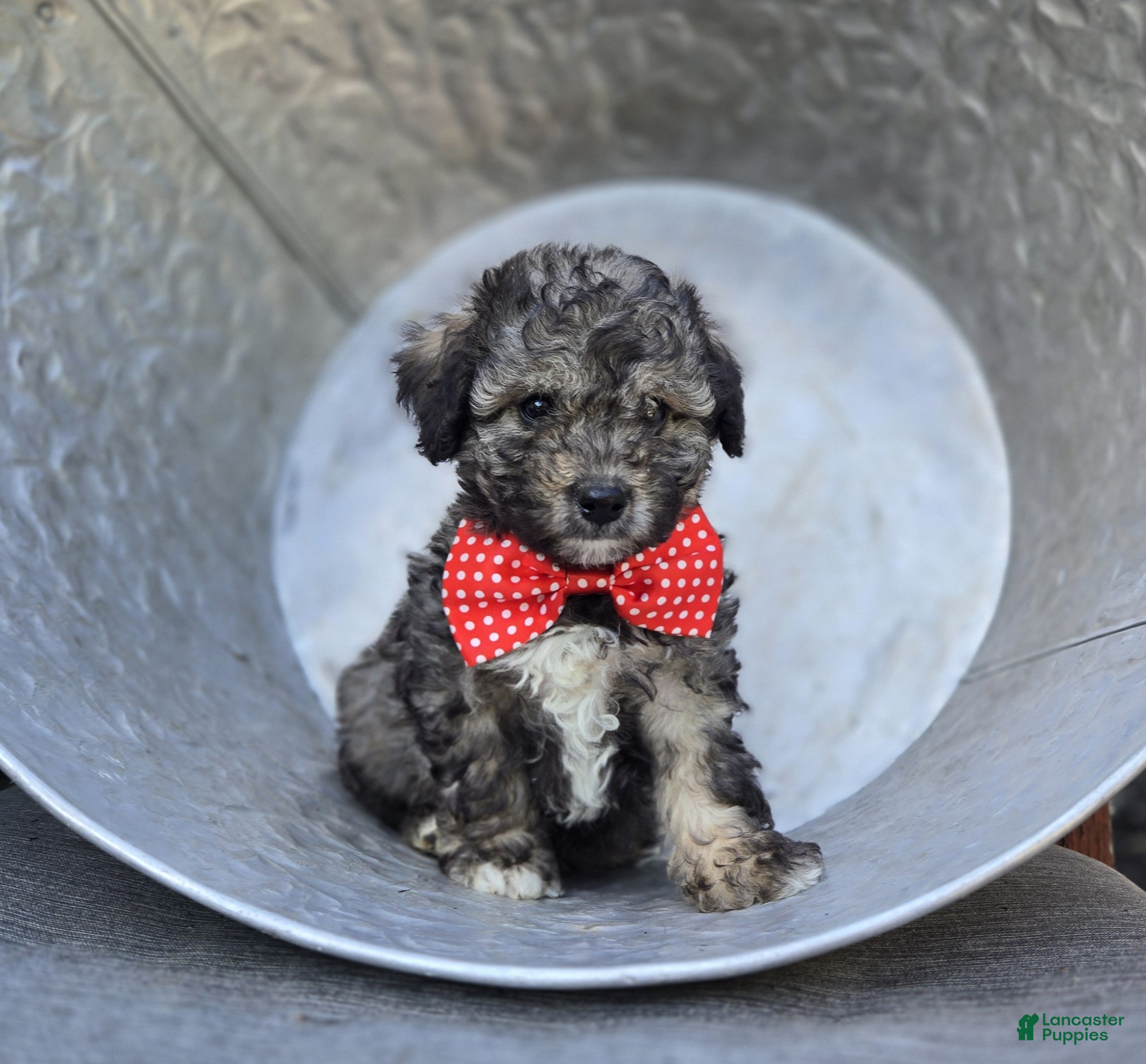 Miniature Poodle dogs Dan - Ad 1