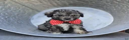 Miniature Poodle dogs for sale: Dan - Ad 1
