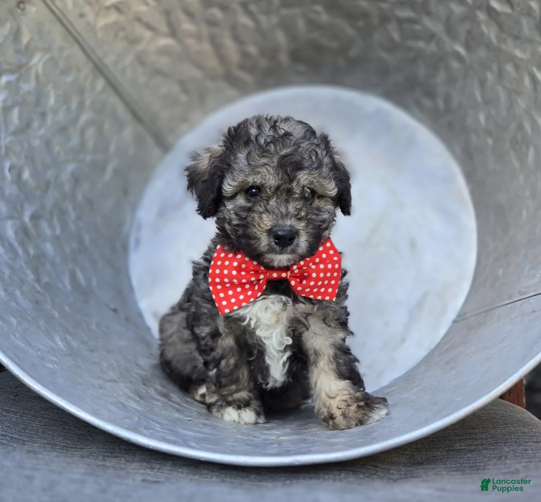 Miniature Poodle dogs for sale: Dan - Ad 1