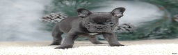 French Bulldog dogs for sale: Cora - Ad 4