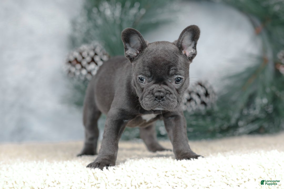 French Bulldog dogs for sale: Cora - Ad 4