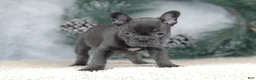 French Bulldog dogs for sale: Cora - Ad 4