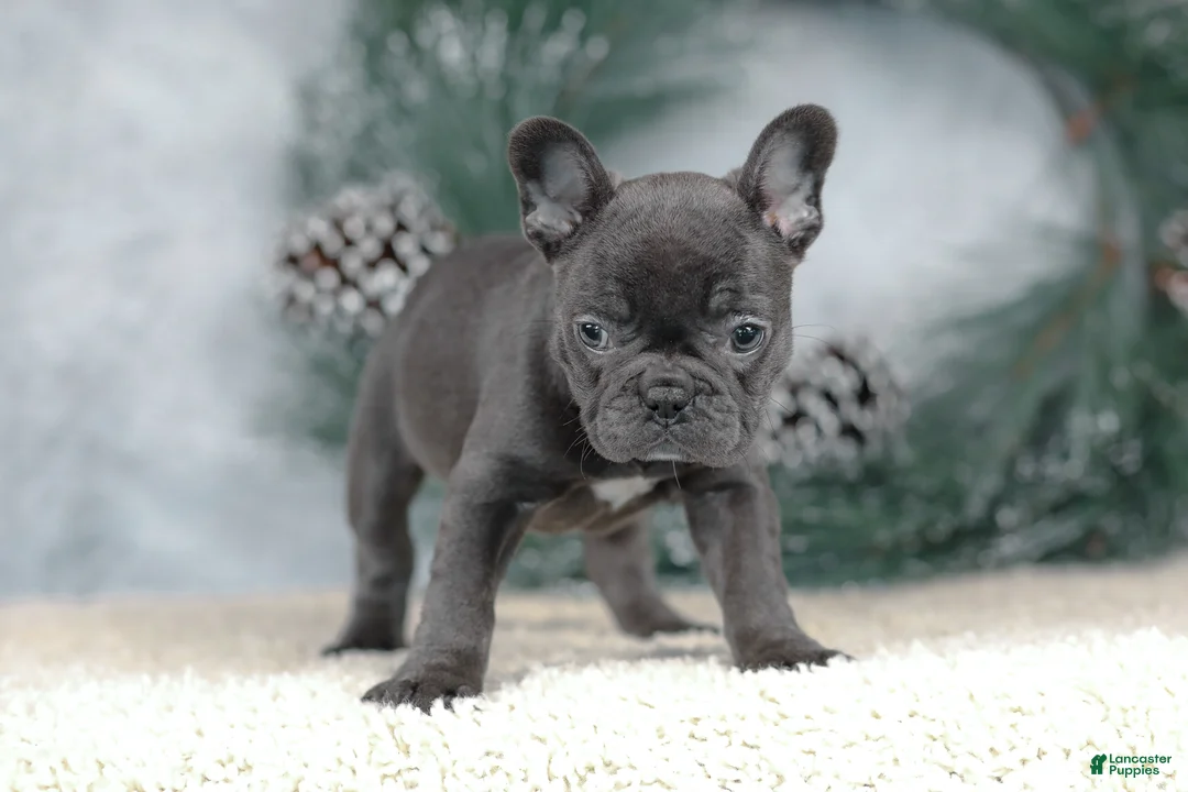 French Bulldog dogs for sale: Cora - Ad 4