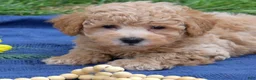 Bichpoo dogs for sale: Rugby  - Ad 6