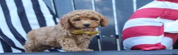 Miniature Poodle dogs for sale: James - Ad 5