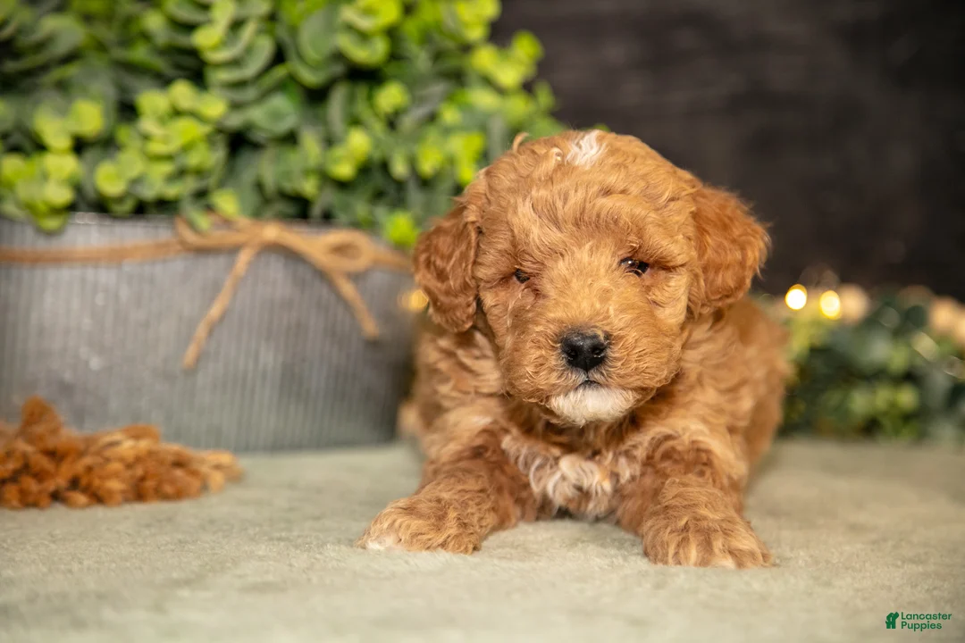 Miniature Poodle dogs for sale: Koda - Ad 2