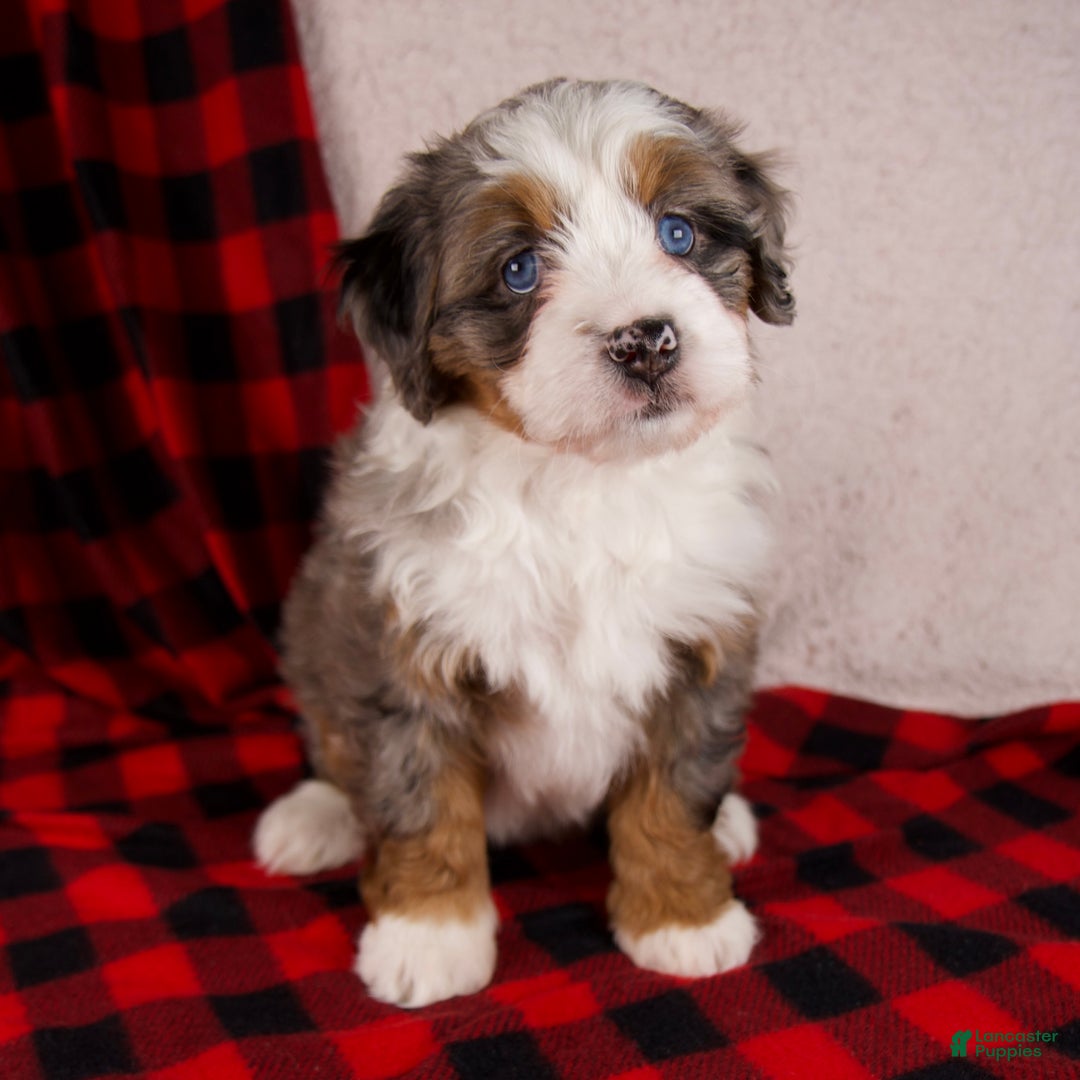 Mini Bernedoodle dogs for sale: Holly Girl *Potty Training* - Ad 2